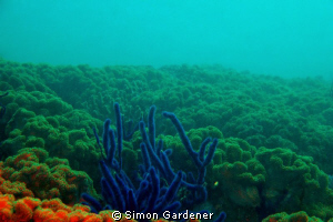 I just love how the blue stands out in this garden of sof... by Simon Gardener 